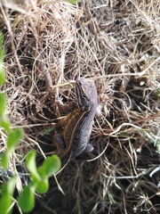 Sceloporus subniger