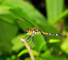 Chalcostephia flavifrons