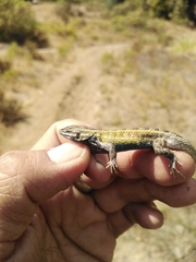 Sceloporus subniger