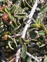 Ceanothus foliosus