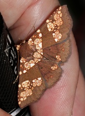 Saroba pustulifera