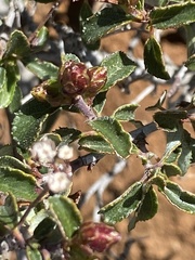 Ceanothus foliosus