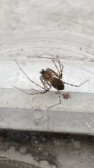 Scytodes