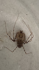 Scytodes