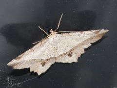 Chiasmia monticolaria