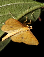 Endocrossis caldusalis