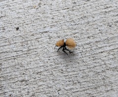 Dasymutilla coccineohirta