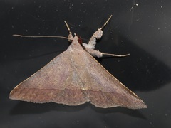 Hypospila bolinoides