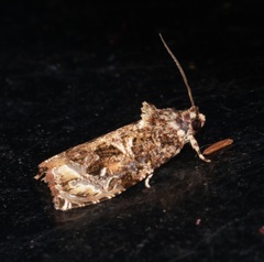 Sycacantha