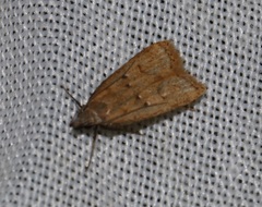 Dichomeris hamulifera