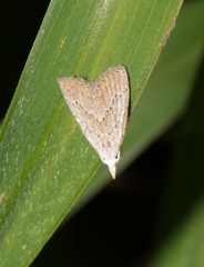 Meganola brunellus