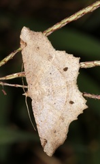 Chiasmia monticolaria