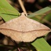 Ugia purpurea - Photo 由 sk2 所上傳的 (c) sk2，保留部份權利CC BY-NC