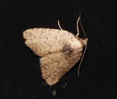 Anachrostis