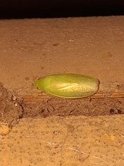 Chloronana