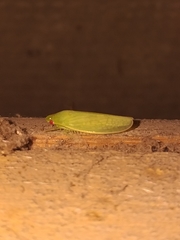 Chloronana