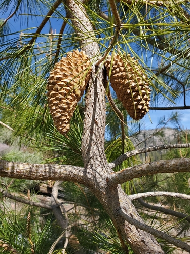 knobcone pine