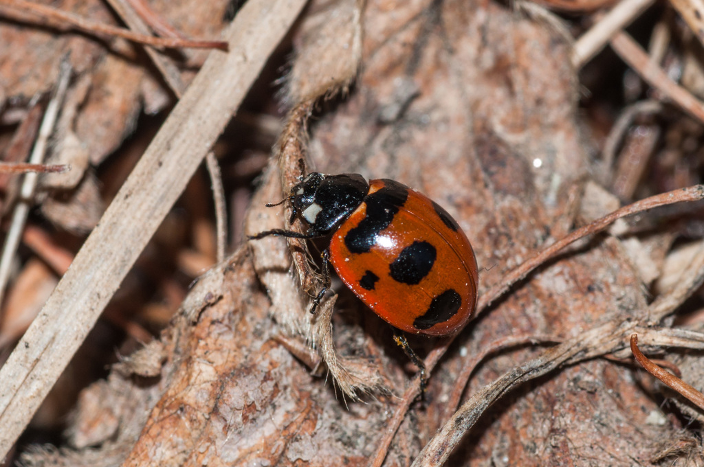 Transverse Lady Beetle