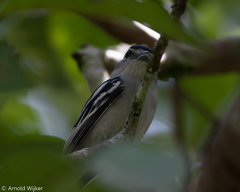 Pachyramphus marginatus