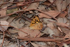 Heteronympha paradelpha