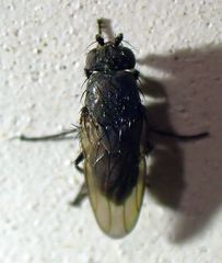 Leptocera