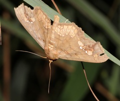 Lopharthrum comprimens