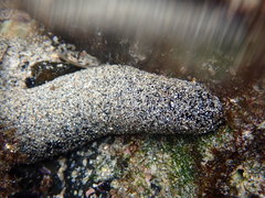 Holothuria atra