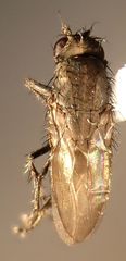 Leptocera