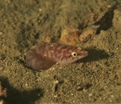 Aspasmogaster costata