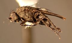 Leptocera