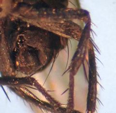 Leptocera