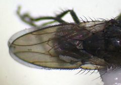 Leptocera