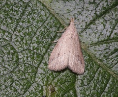 Luceria striata