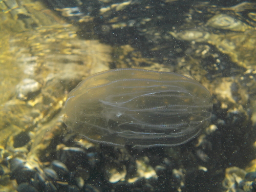 Sea Walnut