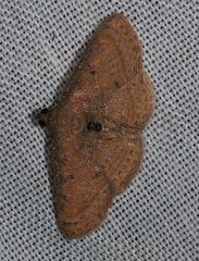 Homodes bracteigutta