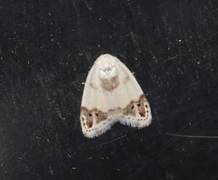 Neoduma kuangtungensis