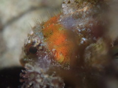 Oligocottus rubellio