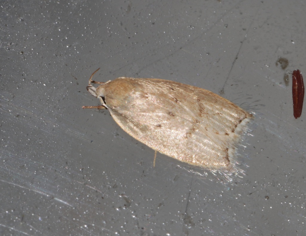 Scythropiodes