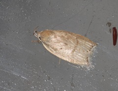 Scythropiodes