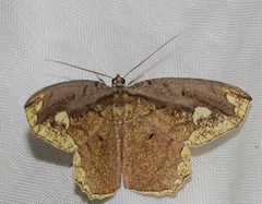 Pareumelea eugeniata