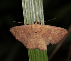 Sarobides inconclusa