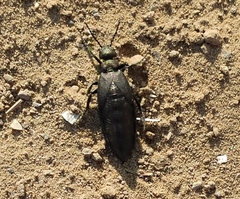 Meloe aeneus