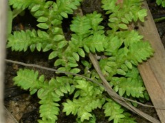 Selaginella ciliaris
