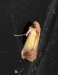 Piesmopoda semilutea