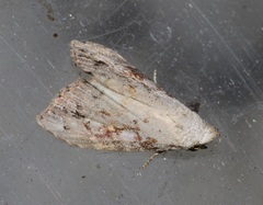 Chorsia