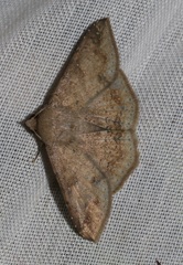Ericeia subcinerea