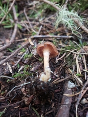 Rhizocybe