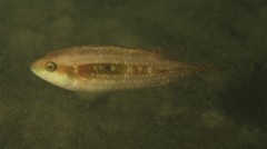 Oxycheilinus bimaculatus