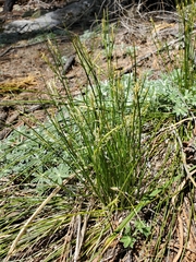 Carex multicaulis