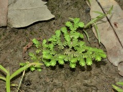 Selaginella ciliaris